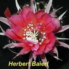 EP-H. Herbert Baierl.4.1.jpg 